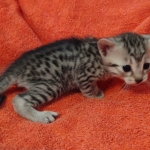 silver female Mau DOB 2-7-22