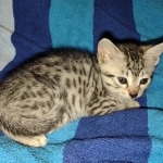 silver female Mau DOB 2-7-22