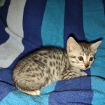 silver female Mau DOB 2-7-22