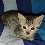 silver female Mau DOB 2-7-22