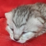 silver female Mau DOB 2-7-22