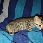 silver female Mau DOB 2-7-22