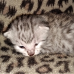 Mau, silver, female, DOB 4-1-20