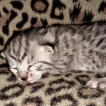 Mau, silver, female, DOB 4-1-20