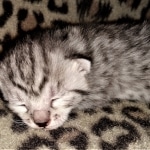 Mau, silver, female, DOB 4-1-20