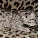 Mau, silver, female, DOB 4-1-20