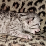 Mau, silver, female, DOB 4-1-20