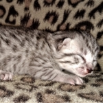 Mau, silver, female, DOB 4-1-20