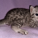 Mau, silver, female, DOB 4-1-20