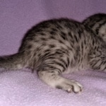 Mau, silver, female, DOB 4-1-20