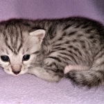 Mau, silver, female, DOB 4-1-20