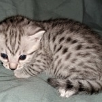 Mau, silver, female, DOB 4-1-20