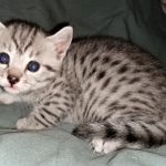 Mau, silver, female, DOB 4-1-20