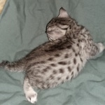 Mau, silver, female, DOB 4-1-20