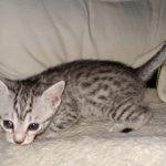 Mau, silver, female, DOB 4-1-20