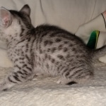 Mau, silver, female, DOB 4-1-20