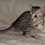 Mau, silver, female, DOB 4-1-20