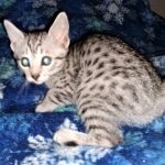 Mau, silver, female, DOB 4-1-20