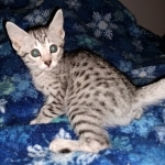 Mau, silver, female, DOB 4-1-20