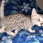 Mau, silver, female, DOB 4-1-20