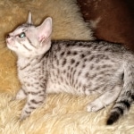 Mau, silver, female, DOB 4-1-20