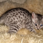 Mau, silver, female, DOB 4-1-20