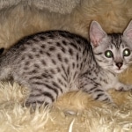 Mau, silver, female, DOB 4-1-20