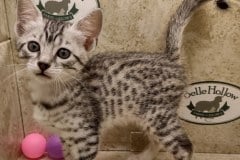 Mau silver female #2 DOB 6-7-22