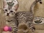 Mau silver female #2 DOB 6-7-22