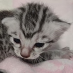 Mau silver female DOB 6-7-22