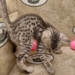 Mau silver female DOB 6-7-22