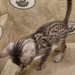 Mau silver female DOB 6-7-22