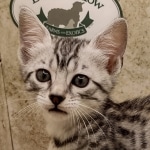 Mau silver female DOB 6-7-22