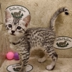 Mau silver female DOB 6-7-22