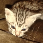 Mau silver female DOB 6-7-22