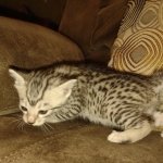 Mau silver female DOB 6-7-22