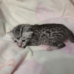 Mau silver female DOB 6-7-22