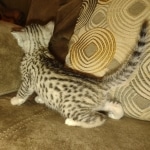 Mau silver female DOB 6-7-22