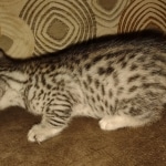 Mau silver female DOB 6-7-22