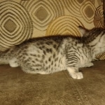 Mau silver female DOB 6-7-22