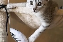 Chloe Mau silver Female #2 lighter DOB 3-23-18