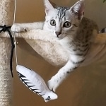 Chloe,Mau, silver, female DOB 3-23-18