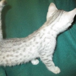 Mau, silver, female DOB 3-23-18