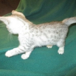 Mau, silver, female DOB 3-23-18