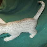 Mau, silver, female DOB 3-23-18