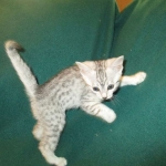 Mau, silver, female DOB 3-23-18