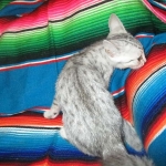 Mau, silver, female DOB 3-23-18