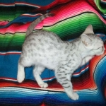 Mau, silver, female DOB 3-23-18