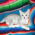 Mau, silver, female DOB 3-23-18