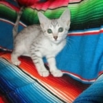 Mau, silver, female DOB 3-23-18